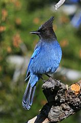 Steller's Jay